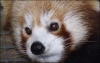 BABU