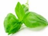 Basil